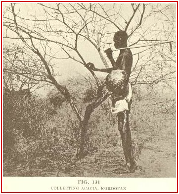 Acacia Tree Picture