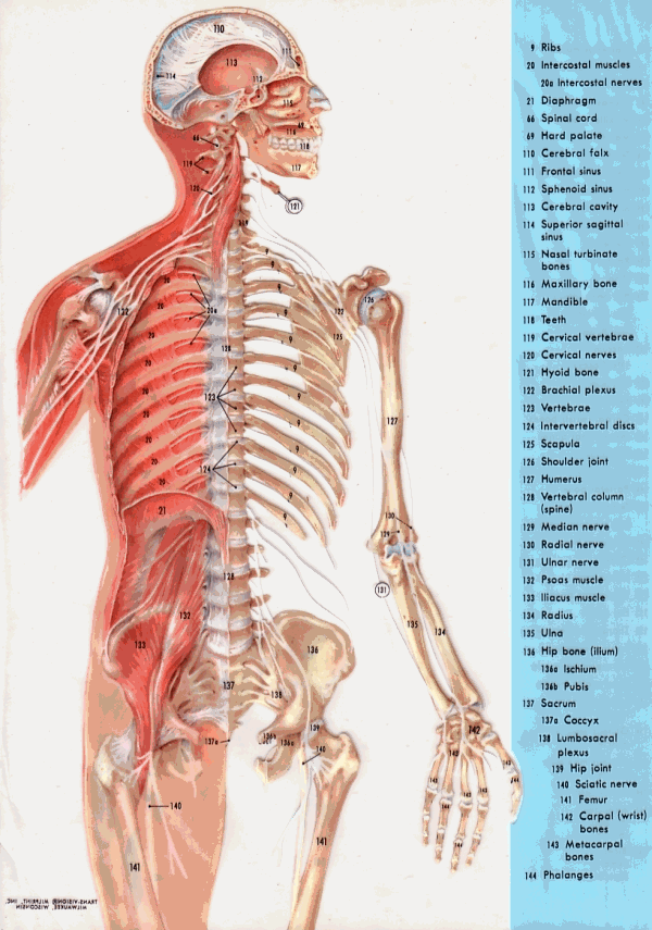 Anatomy Picture, Plate 1