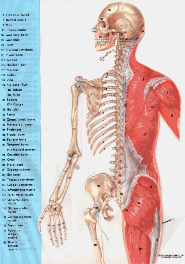 Anatomy Picture, Plate 2