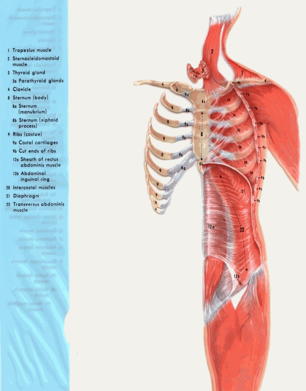 Anatomy Picture, Plate 3