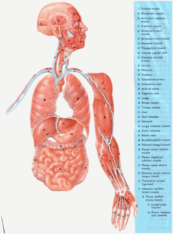 Anatomy Picture, Plate 5