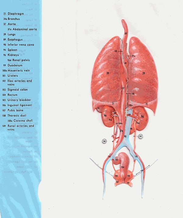 Anatomy Picture, Plate 8