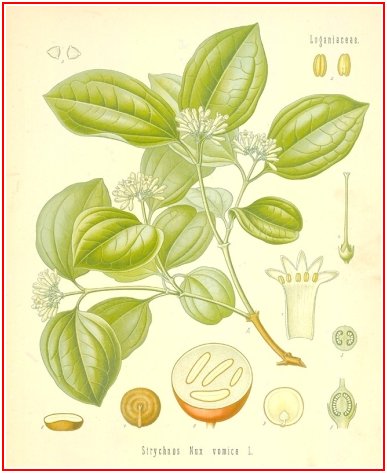 Nux Vomica Picture, flower and seeds