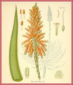 Aloe Picture, flower and seeds