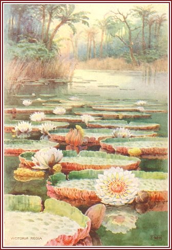 Water Lilies on Pond