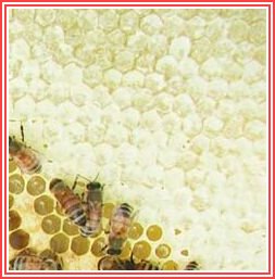 Picture of bees on honeycomb