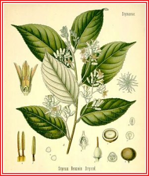 Benzoin Picture, flower and seeds
