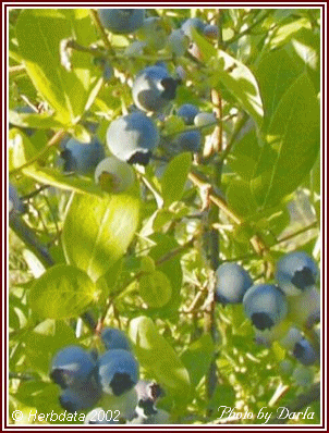 Picture of Blueberries on the bush