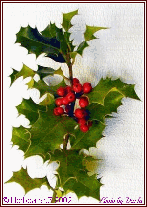 Picture of Christmas Holly with leaves and berries