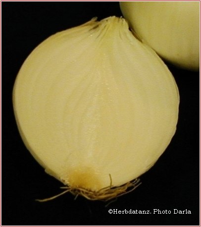 cross section picture of onion