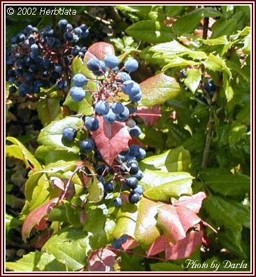 picture of ripe Oregon Grapes on the bush, leaves beginning to turn red